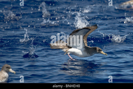 Cagarros Shearwater Diomeda Calonectris im Flug über Wellen auf dem Meer Stockfoto