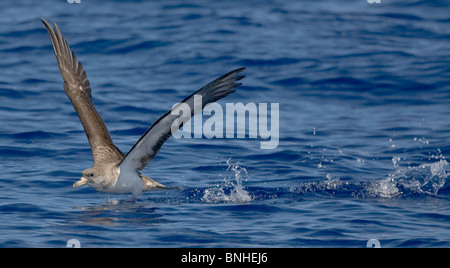 Cagarros Shearwater Diomeda Calonectris im Flug über Wellen auf dem Meer Stockfoto