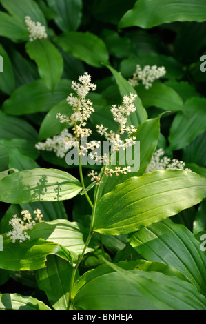 Falsche Narde (maianthemum racemosum Syn. smilacina Racemosa) Stockfoto