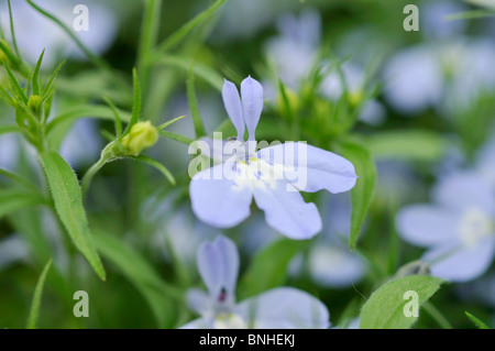 Kantenmaterial lobelia (lobelia erinus 'Laura sky blue') Stockfoto