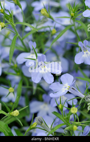 Kantenmaterial lobelia (lobelia erinus 'Laura sky blue') Stockfoto