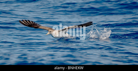 Cagarros Shearwater Diomeda Calonectris im Flug über Wellen auf dem Meer Stockfoto