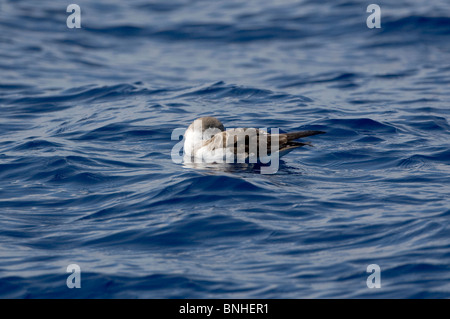 Cagarros Shearwater Diomeda Calonectris im Flug über Wellen auf dem Meer Stockfoto