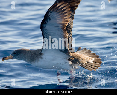 Cagarros Shearwater Diomeda Calonectris im Flug über Wellen auf dem Meer Stockfoto