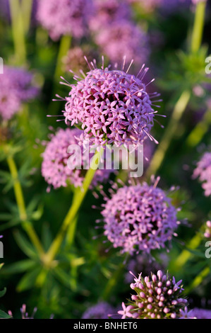 Kaukasische Phuopsis stylosa (crosswort) Stockfoto