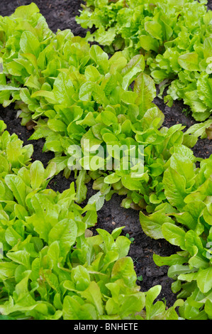 Salat mit losen Blättern (Lactuca sativa var. crispa) Stockfoto