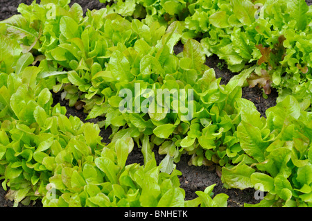 Salat mit losen Blättern (Lactuca sativa var. crispa) Stockfoto