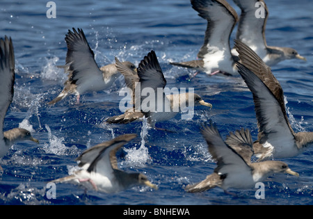 Cagarros Shearwater Diomeda Calonectris im Flug über Wellen auf dem Meer Stockfoto