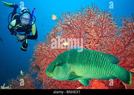 Unterwasserlandschaft mit Taucher, Gorgonien, Korallen und napoleon Stockfoto