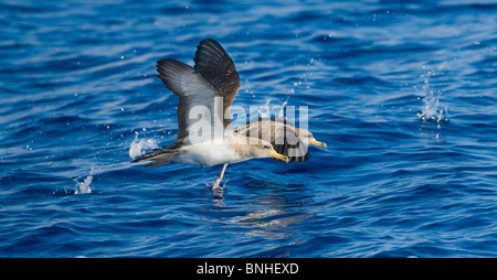 Cagarros Shearwater Diomeda Calonectris im Flug über Wellen auf dem Meer Stockfoto