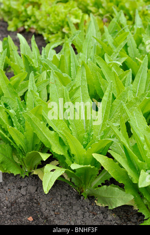 Celtuce (Lactuca sativa var. angustana) Stockfoto