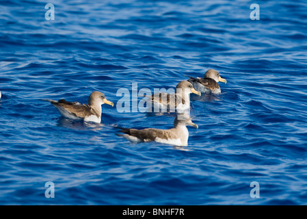 Cagarros Shearwater Diomeda Calonectris im Flug über Wellen auf dem Meer Stockfoto