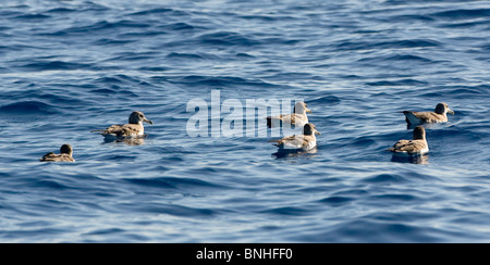 Cagarros Shearwater Diomeda Calonectris im Flug über Wellen auf dem Meer Stockfoto