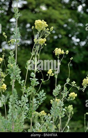 Gelbe Wiese rue (Thalictrum flavum subsp. Glaucum syn. Thalictrum speciosissimum) Stockfoto