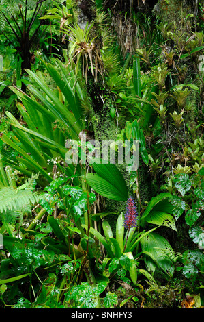 Dominica Roseau Gärten Papillote Wilderness Retreat Karibik Pflanzen Pflanze Tropen tropische Natur Lush Regenwald Grünwald Stockfoto
