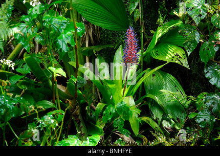 Dominica Roseau Gärten Papillote Wilderness Retreat karibischen Pflanzen Pflanze grün Tropen tropischer Natur üppigen Regenwald Stockfoto