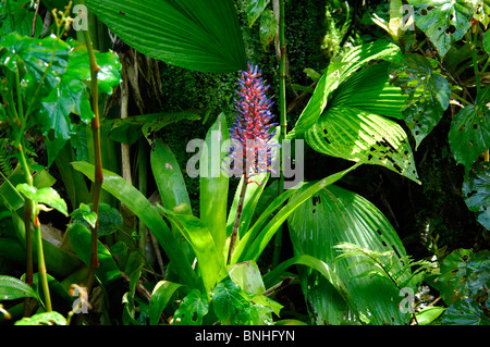 Dominica Roseau Gärten Papillote Wilderness Retreat karibischen Pflanzen Pflanze grün Tropen tropischer Natur üppigen Regenwald Stockfoto