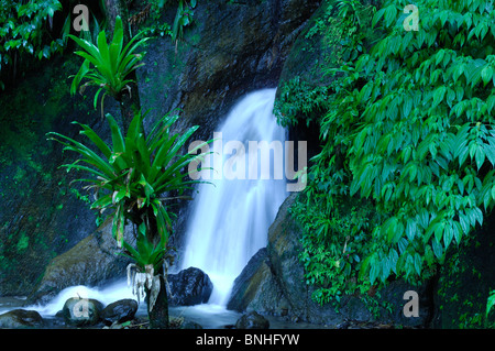 Dominica Roseau Gärten Papillote Wilderness Retreat karibischen Pflanzen Pflanze grün Tropen tropischer Natur üppigen Regenwald Stockfoto