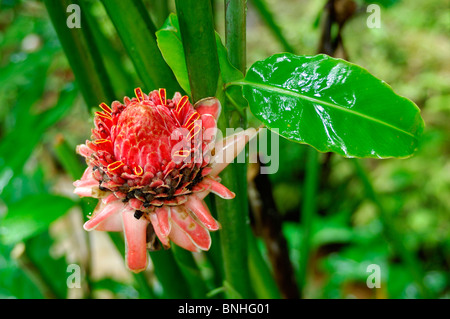 Dominica Roseau Gärten Papillote Wilderness Retreat karibischen Pflanzen Pflanze grün Tropen tropischer Natur üppigen Regenwald Stockfoto