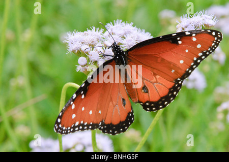 Texas, McAllen. NABA International Butterfly Center. Stockfoto