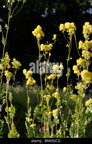 Gelbe Wiese rue (Thalictrum flavum subsp. Glaucum syn. Thalictrum speciosissimum) Stockfoto