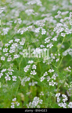 Koriander (Coriandrum Sativum) Stockfoto
