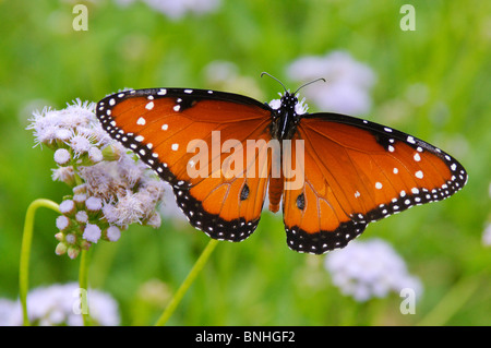 Texas, McAllen. NABA International Butterfly Center. Stockfoto