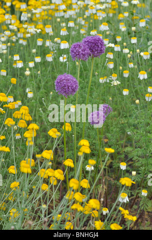 Riesige Lauch (Allium giganteum) und Farbstoff Kamille (anthemis Dolmetsch syn. Cota dolmetsch) Stockfoto