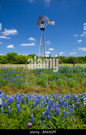 Ein Land Ranch Windmühle mit Wildblumen Kornblume im Hügelland in der Nähe von Fredonia, Texas, USA. Stockfoto