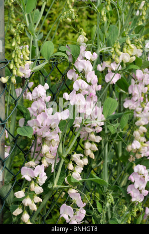 Sweet pea (Lathyrus Odoratus) Stockfoto