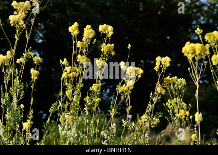 Gelbe Wiese rue (Thalictrum flavum subsp. Glaucum syn. Thalictrum speciosissimum) Stockfoto