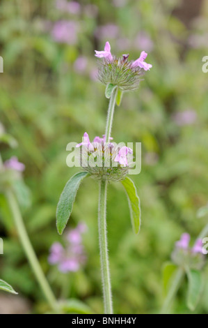 Wildes Basilikum (clinopodium vulgare Syn. satureja vulgaris) Stockfoto