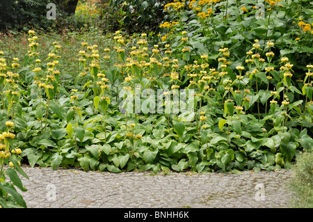 Jerusalem Salbei (phlomis russeliana) Stockfoto