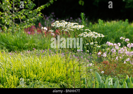 Geruchlos Mutterkraut (tanacetum Corymbosum) Stockfoto