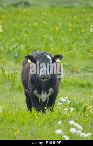 Kuh im Flower Meadow Orkney Festland MA002323 Stockfoto