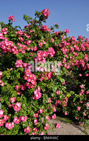 Rose (rosa wichuraiana amerikanischen Säule) Stockfoto