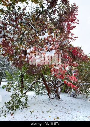 Erste Herbst plötzliche Schnee im Stadtpark Stockfoto
