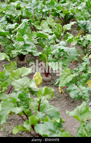 Rote Beete (Beta Vulgaris var. Conditiva) Stockfoto