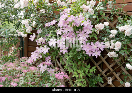 Clematis (Clematis Comtesse de Bouchaud) und Kletterrose (Rosa Schneewittchen) Stockfoto