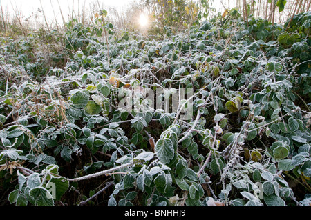 Brombeere (Rubus Fruticosus) Frost bedeckt Blätter, Kent, England, Winter. Stockfoto