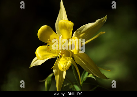 Goldene Akelei (Aquilegia Chrysantha) wächst auf Mount Lemmon, Coronado National Forest, Sonora-Wüste, Arizona USA. Stockfoto