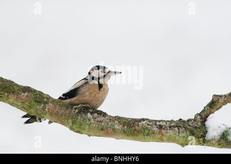 Größere Spotted Woodpecker (Dendrocopus großen) auf Schnee bedeckten Zweig, Kent, England, winter. Stockfoto