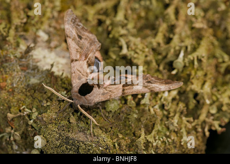 Eyed Hawk-Moth, Smerinthus Ocellata, Crowle Moore, Lincolnshire, Großbritannien Stockfoto