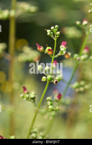 Wasser figwort (scrophularia Auriculata) Stockfoto