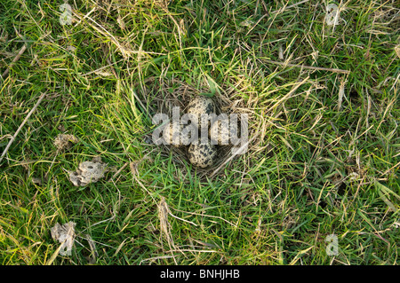 Nördlichen Kiebitz (Vanellus Vanellus) Nest und Eiern, North Kent Sumpfgebiete, Kent, England, Frühling. Stockfoto