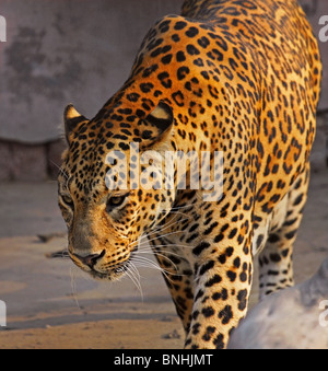 Leopard Porträtaufnahme. Foto von Neu Delhi Zoo Stockfoto