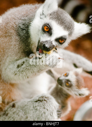 Ring tailed Lemur (Lemur catta) mit Baby füttern. Stockfoto