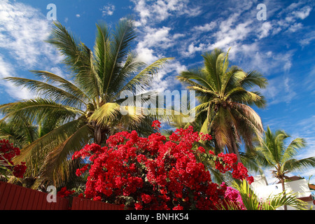 Rote Bougainvillea in voller Blüte und Palmen Bäume gegen eine Wolke verstreut blauen Himmel in Rincon de Guayabitos, Bundesstaat Nayarit, Mexiko Stockfoto