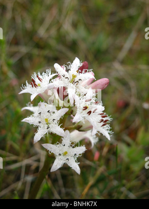 Menyanthes Trifoliata Blütenstand (Blume), Moor-Bean, Bug-Bohne Stockfoto