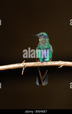 Ecuador Kolibri funkelnde violett-Ohr Colibri Coruscans Anden verzweigen Vogel Tier Fauna Natur Stockfoto